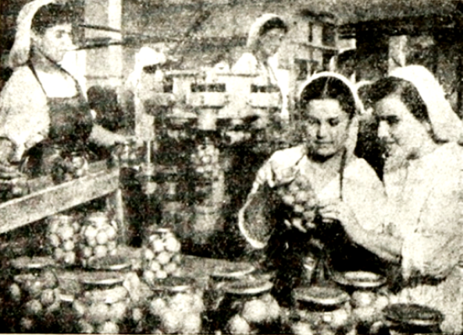 հոկտեմբերյանի պահածոյի գործարանում 1954